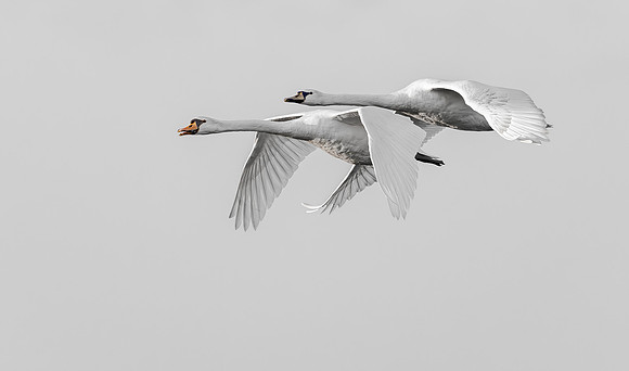 Knobbelzwaan, Mute Swan, Waverhoek 2024