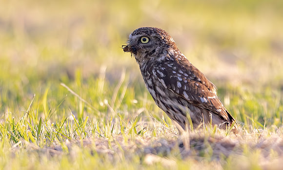 Steenuil, veenmol, Little Owl, Mole Cricket, Groene Hart 2024
