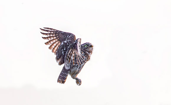 Steenuil, Little Owl, Groene Hart 2025
