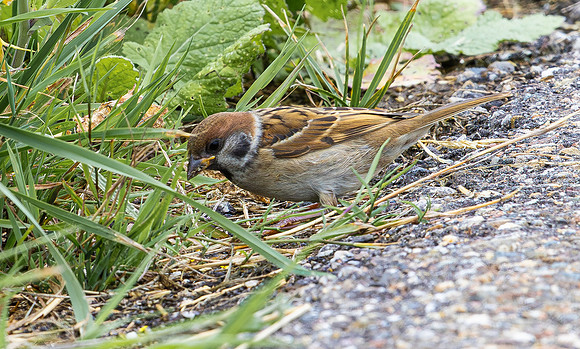 Ringmus juv, Tree Sparrow, Bodegraven 2025