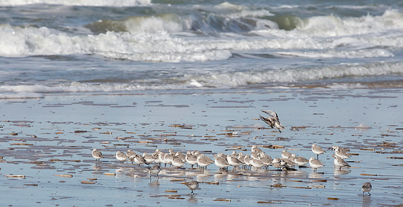 Drieteenstrandloper winter, Sanderling, IJmuiden 2016