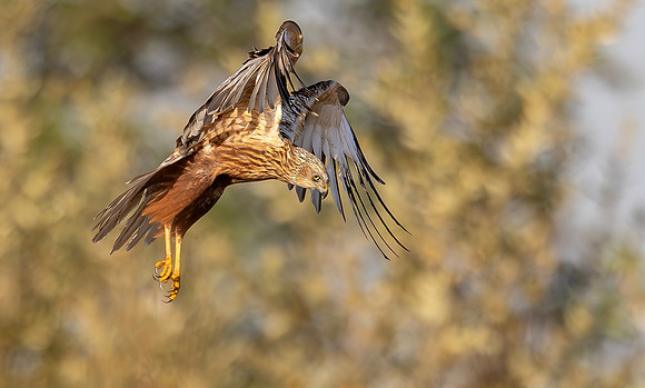 Bruine kiekendief ♂, Marsh harrier, Rietlanden Kockengen 2025