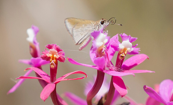 Orchidee met mot, Peru 2015