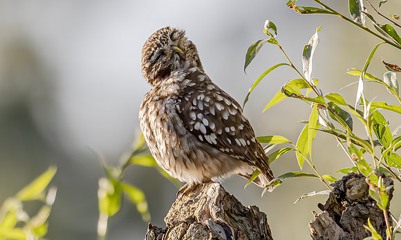 Steenuil ♂, Little Owl, Groene Hart 2024