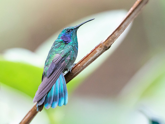 Green Violetear, Costa Rica 2022