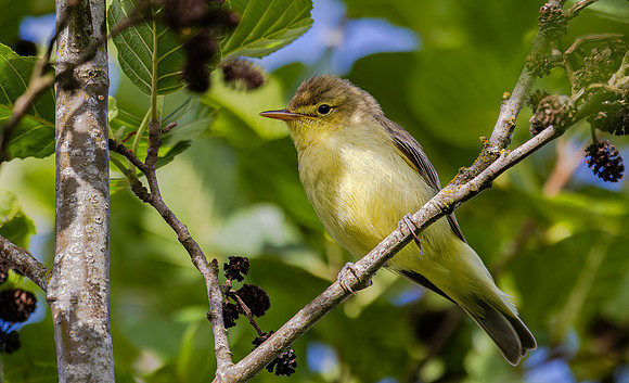 Spotvogel, Icterine Warbler, Kockengen 2025