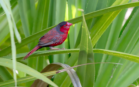 Crimson Finch ♂, on River Pandanus (Pandanus aquaticus), Kakadu NP, Australia NT 2016