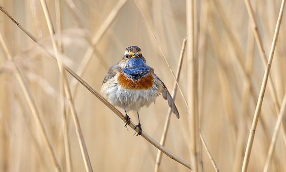 Blauwborst ♂, balts, Bluethroat courtship, Waverhoek 2024