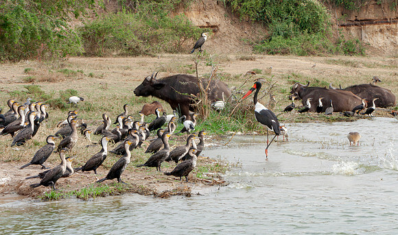 Saddle-billed Stork, Uganda 2 september 2010 (2)