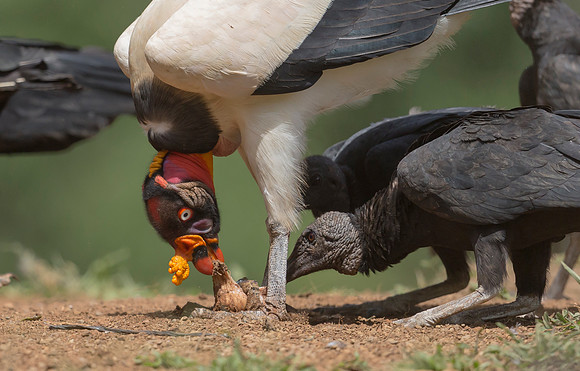 King Vulture, Black Vulture, Costa Rica  2022