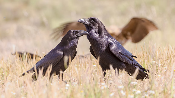 Raaf, ♀, ♂,  Raven, Trujillo, Spain 2019
