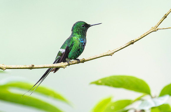 Green Thorntail ♂, Costa Rica 2022