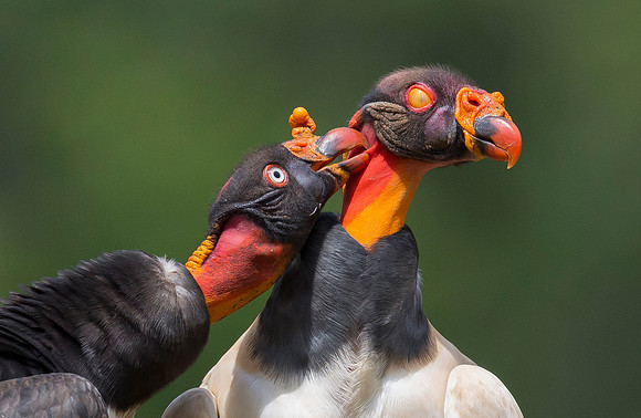 King Vulture, Costa Rica 2022