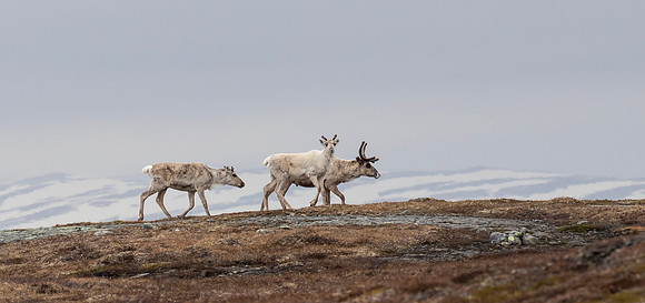 Rendier, Raindeer, Skurdalshöjden 09-06-2022, 16A0366