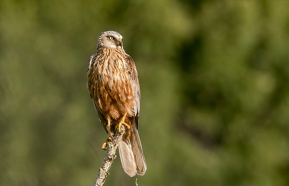Bruine kiekendief ♂, Marsh Harrier, Kockengen 17-06-2025, 0s1a2078 II