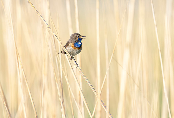 Blauwborst ♂, Bluethroat, Waverhoek 2023
