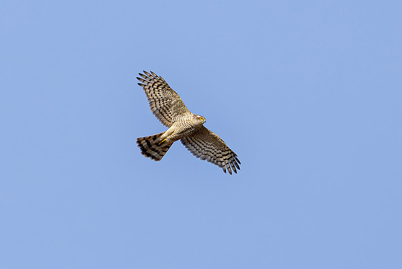 Havik ♀, balts, European Goshawk courtship, Waverhoek 2025