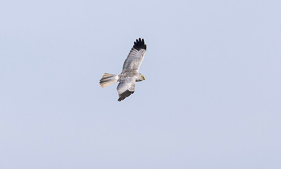 Blauwe Kiekendief ♂, Hen Harrier, Waverhoek 2025