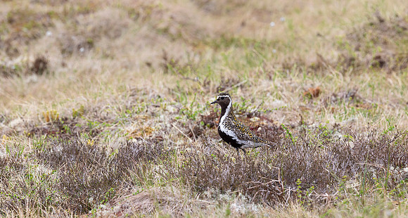 20 Goudplevier, Golden Plover, Storlien 11-06-2022, 16A0894