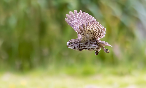 Steenuil, Little Owl, Groene Hart, Nederland 2024