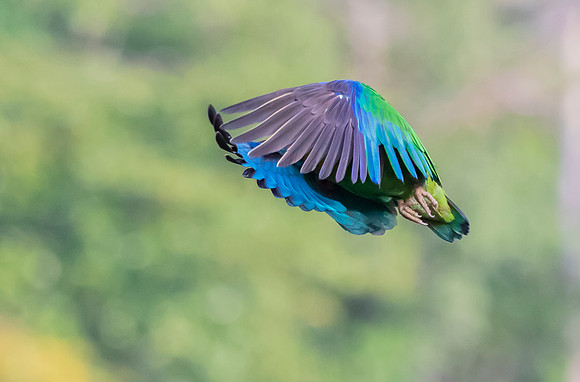 Brown-hooded Parrot, Costa Rica 2022