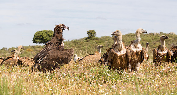 Monniksgier, Cinereous Vulture, Vale Gier, Griffon Vulture, Extremadura, Spanje 2016