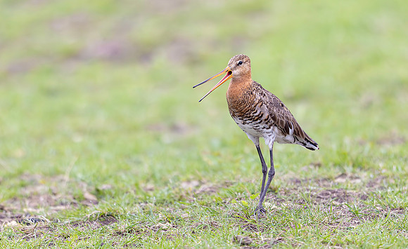Grutto, Black-tailed Godwit, Eempolder 2024