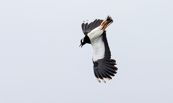 8236 Kievit, Northern Lapwing, Eempolder 24-05-2024, 0S1A5868