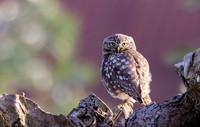 Steenuil, Little Owl, Groene Hart, Nederland 2024