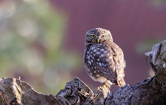 Steenuil, Little Owl, Groene Hart, Nederland 2024