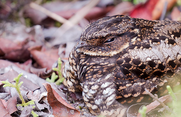 8531 Heinrich's Nightjar, Diabolical Nightjar, Lore Lindu NP, Sulawesi, Indonesia 2018, S1A2316 def rec X