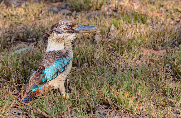 Blue-winged Kookaburra ♀ hunting, Australia NT 2016
