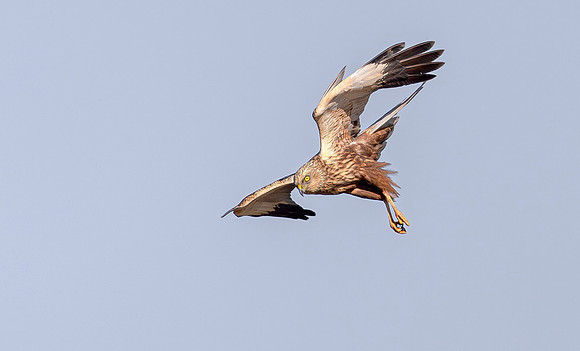 Bruine kiekendief ♂, Marsh harrier, Rietlanden Kockengen 2023