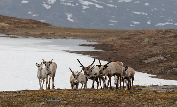 Rendier, Reindeer, Skurdalshöjden, Jämtland, Sweden 2022