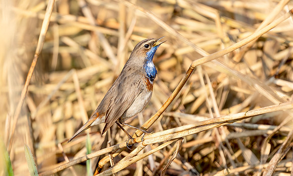 Blauwborst ♂, balts, Bluethroat courtship, Waverhoek 2017