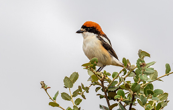 Roodkopklauwier, Woodchat Shrike, Berzocana, Extremadura, Spain 2019, 16A9300 def rec X