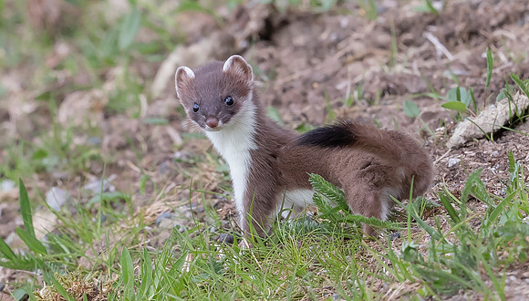 Hermelijn, Ermine, Storvallen 11-06-2022, 16A1141 II