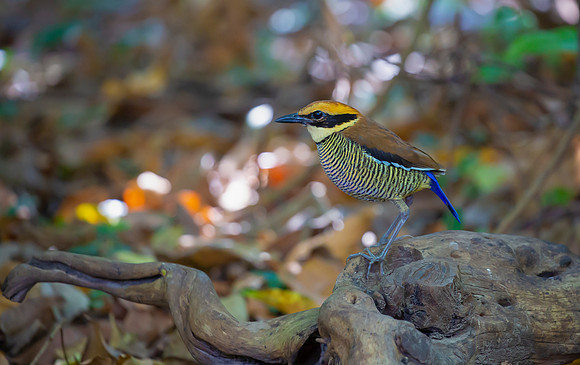 7829 Javan Banded Pitta ♀, Bali Barat Ntl Park 03-10-2018, S1A3607 def