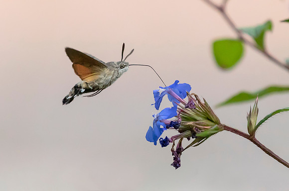 Kolibrievlinder op loodkruid, Hummingbird Hawk-moth on Leadwort, Kockengen  2022