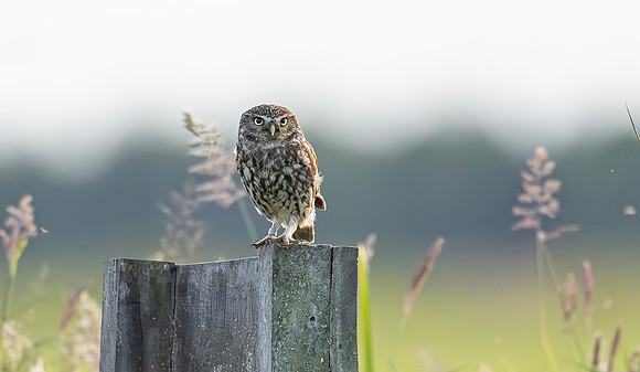 Steenuil, Little Owl, Groene Hart 12-05-2025