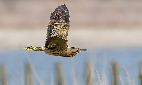 Roerdomp, Eurasian Bittern, Marker Wadden 2024