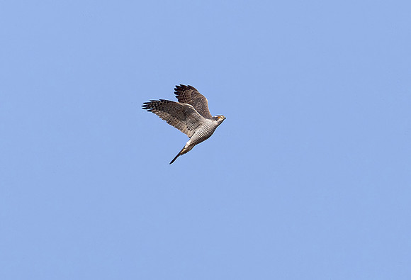 Havik ♂, balts, European Goshawk courtship, Waverhoek 2025