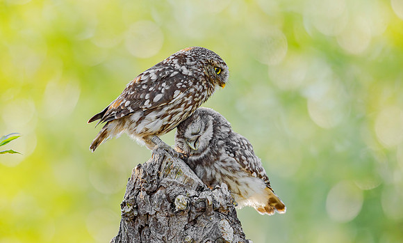Steenuil, juv, Little Owl, Groene Hart 2025