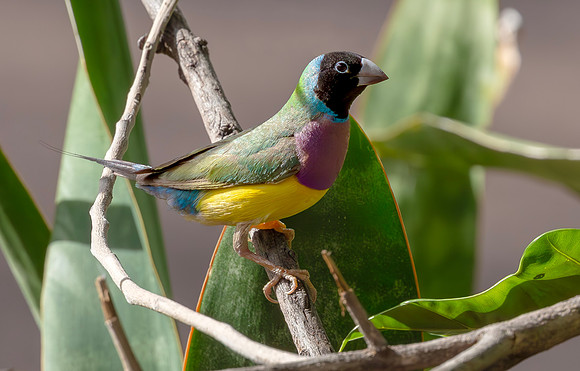 Gouldian Finch, NT 2016