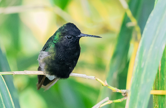 Black-bellied Hummingbird ♂, Costa Rica 2022