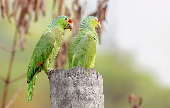 Red-lored Parrot, Costa Rica 2022