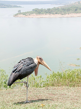 Marabu Stork, Uganda 2 september 2010