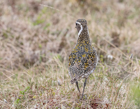 Goudplevier, Golden Plover, Storlien, Jämtland 2022