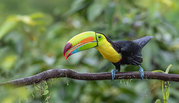 Keel-billed Toucan, Costa Rica 2022