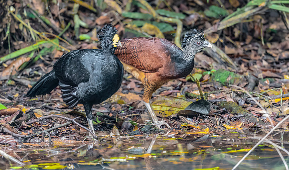 Great Curassow ♂, ♀, Costa Rica 2022